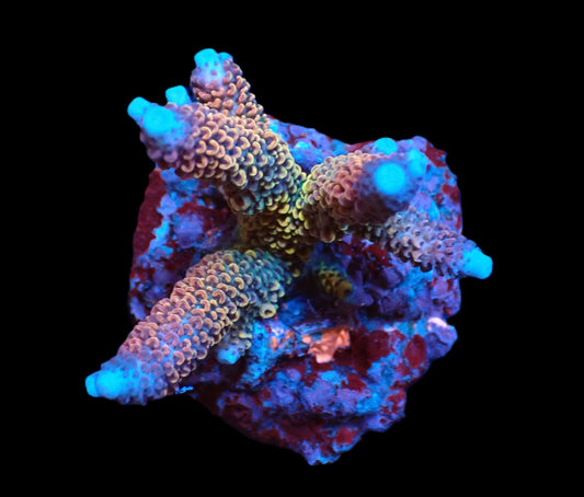 Acropora abrolhosensis (Ultra)