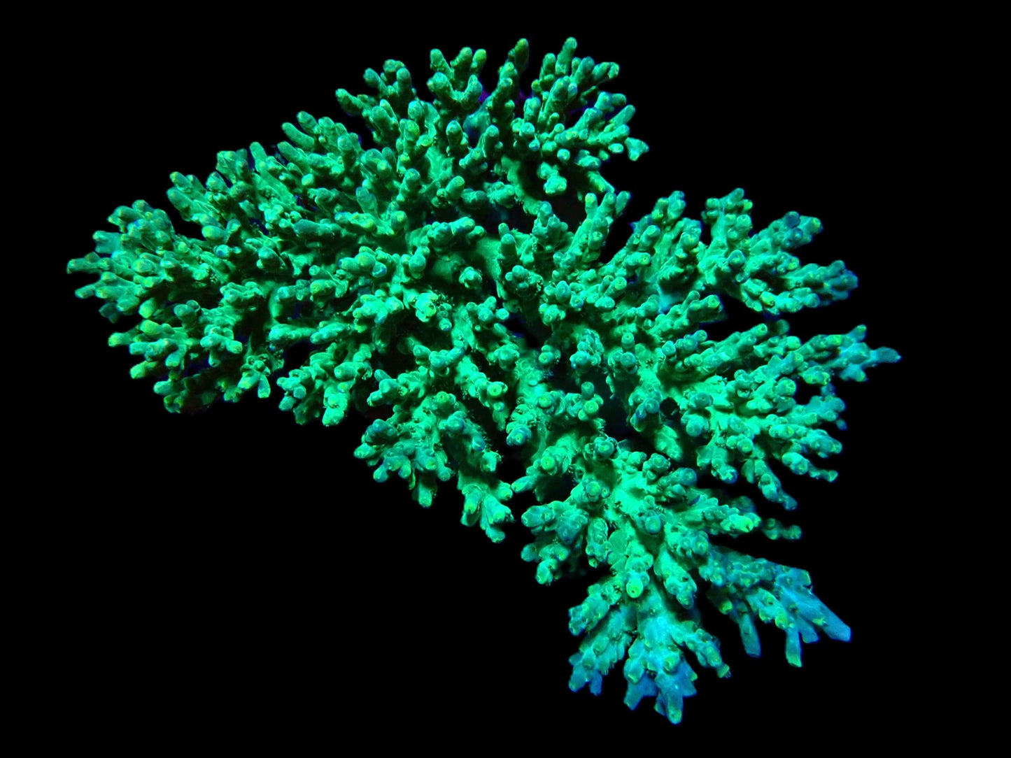 Acropora aculeus (Premium) (Indo) XL
