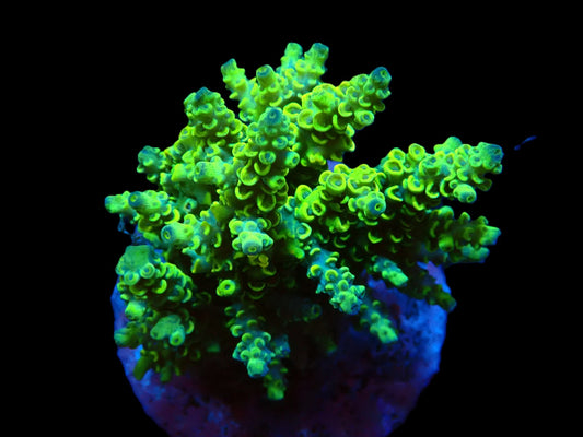 Acropora bifaria Neon Grün-Gelb
