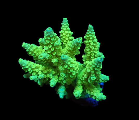 Acropora bifaria Neon Gelb-Grün
