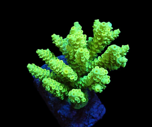 Acropora bifaria neon Gelb