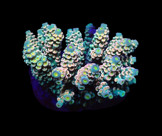 Acropora bifaria (Cherry Bomb) (M)
