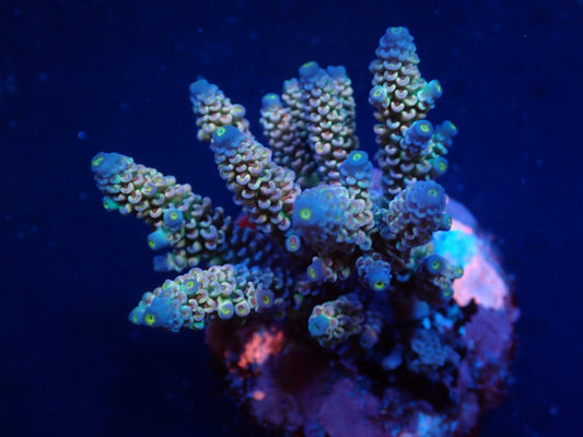 Acropora bifaria (Cherrybomb)