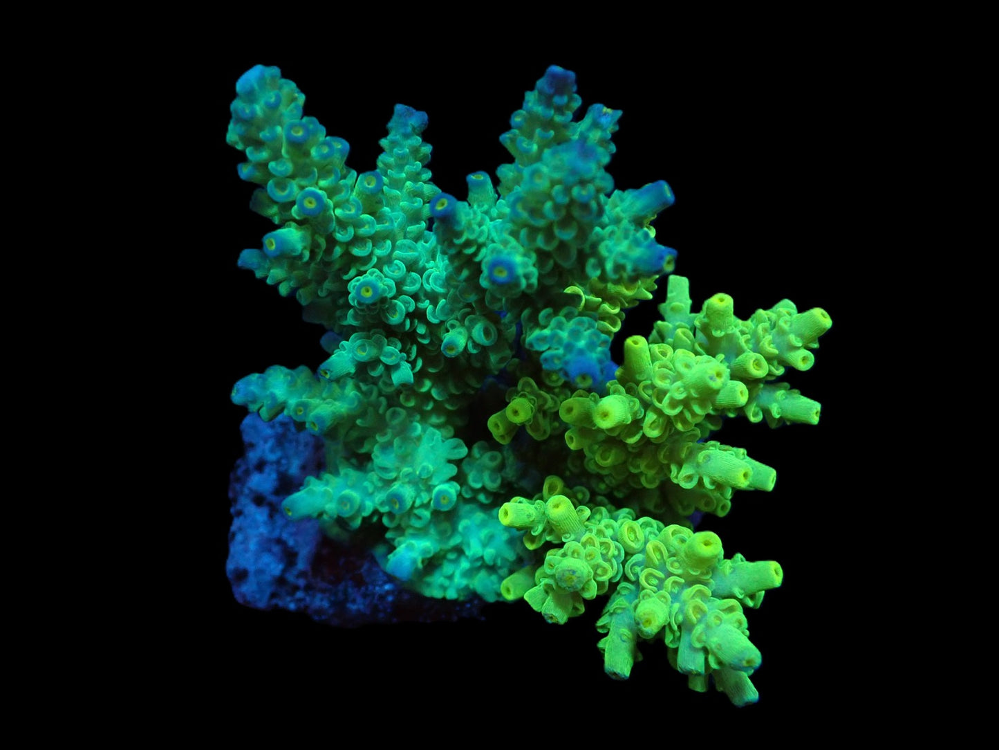 Acropora bifaria (Duo) (M)