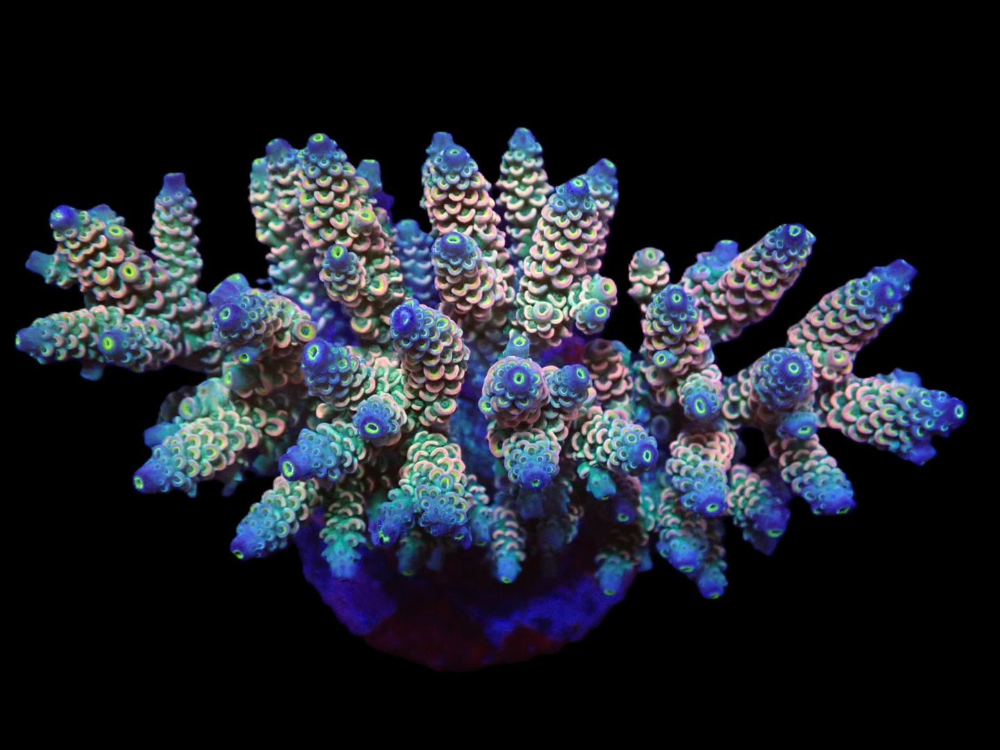 Acropora bifaria (Homewrecker) (L)