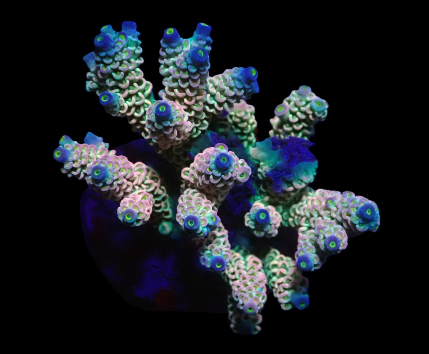 Acropora bifaria (Homewrecker) (L)