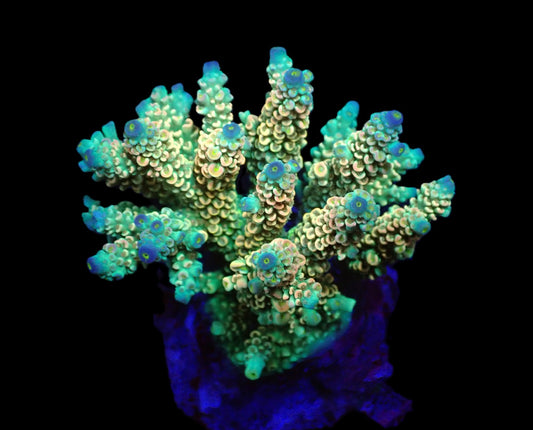 Acropora bifaria (Homewrecker)