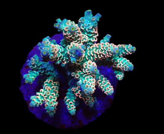 Acropora bifaria Walt Disney