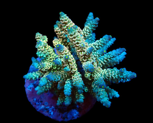 Acropora bifaria (Homewrecker)