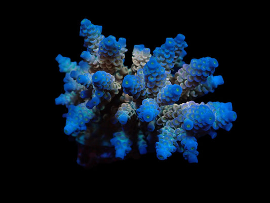 Acropora bifaria (Special)