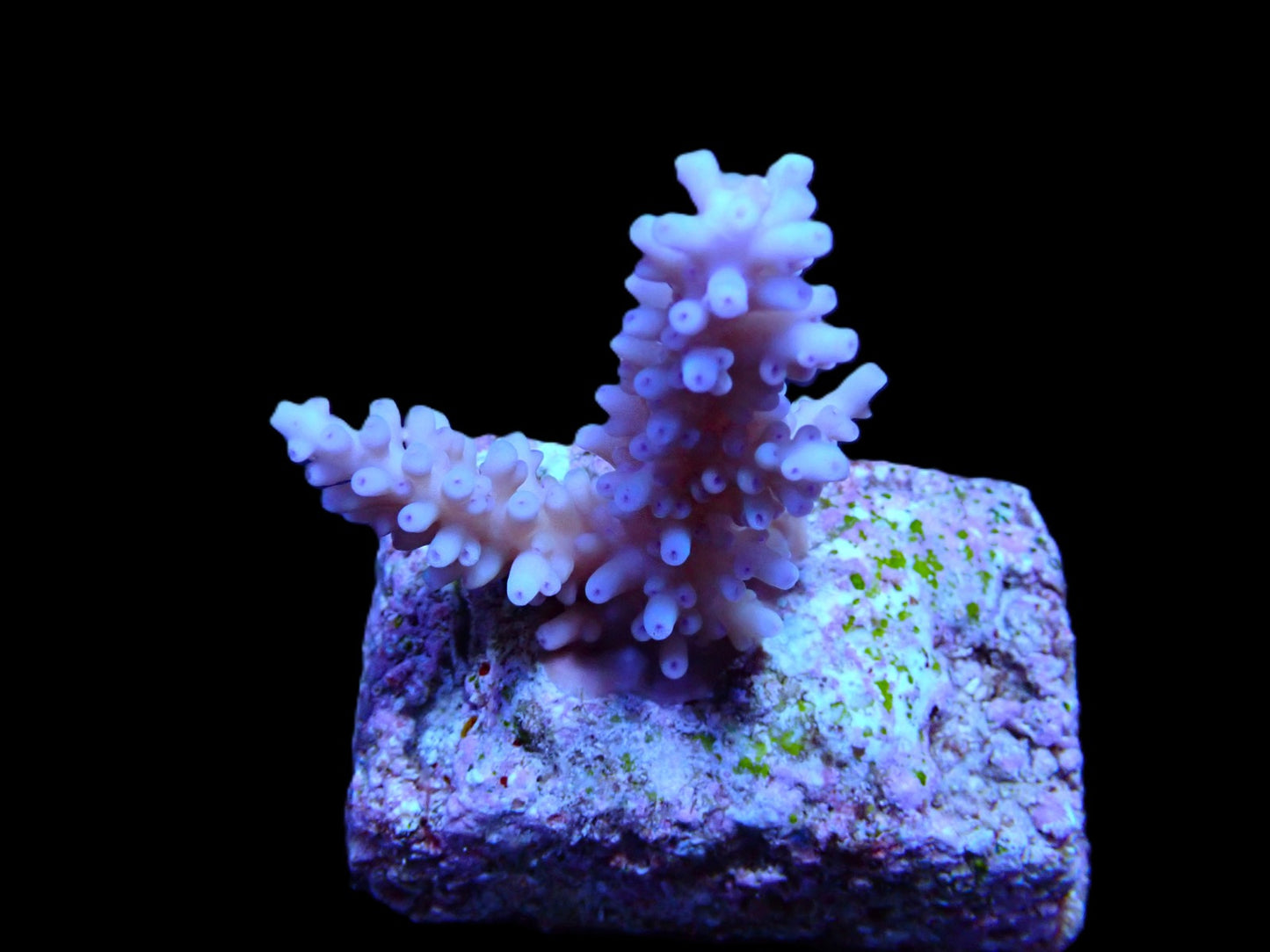 Acropora carduus (Blau)