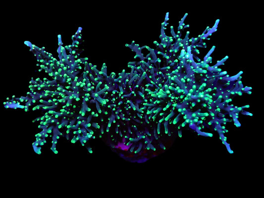 Acropora carduus (Grüne Spitzen) (L)