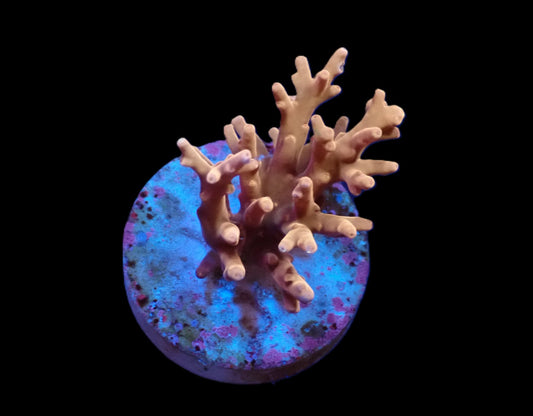 Acropora carduus (Shining Dragon)