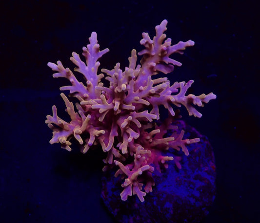 Acropora carduus (Shining Dragon)