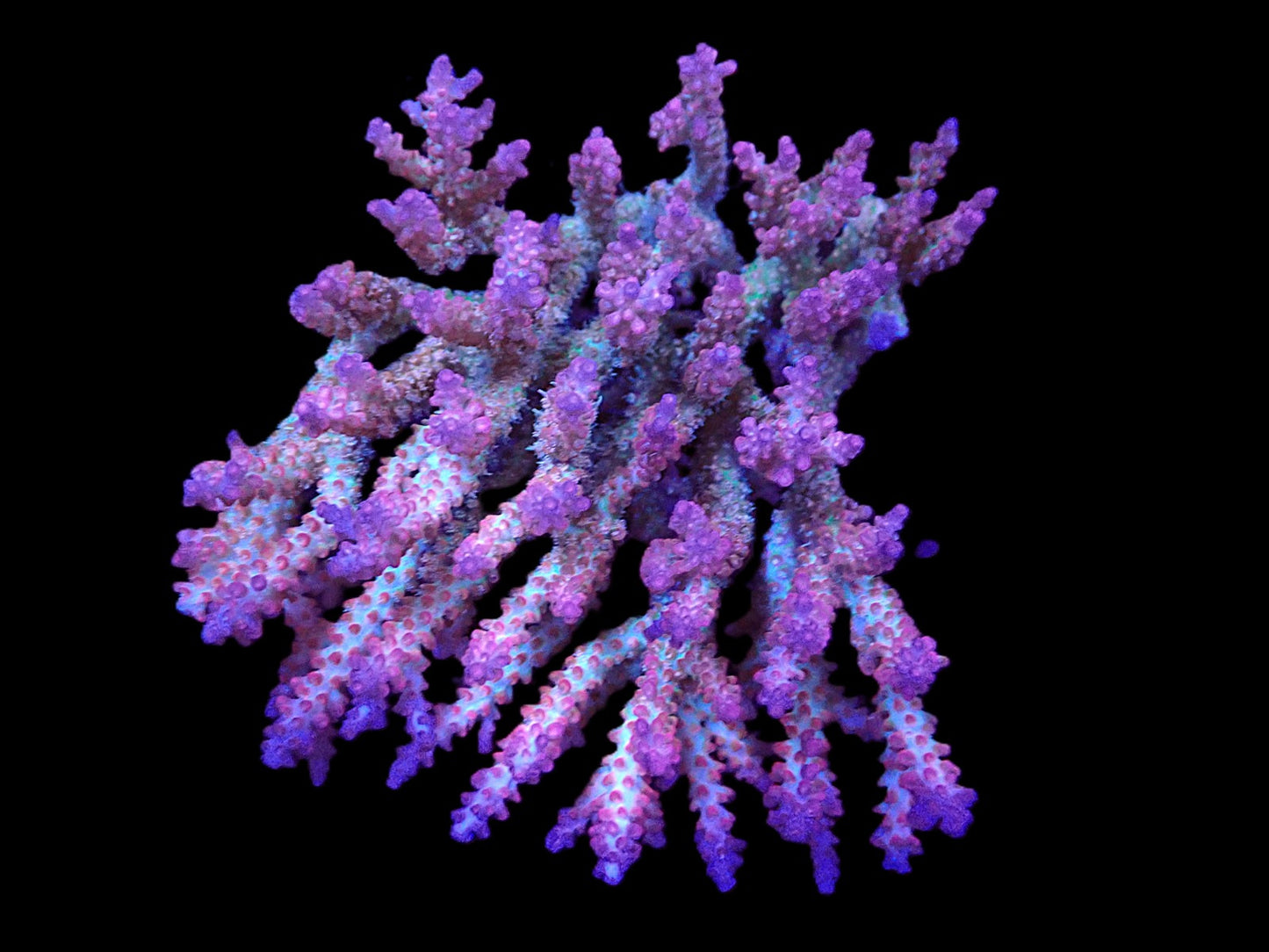 Acropora dendrum (Coral Sea) (Pink Confetti) (XL)