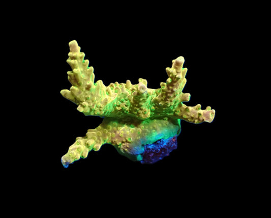 Acropora divaricata (Joe's Mango Garden)