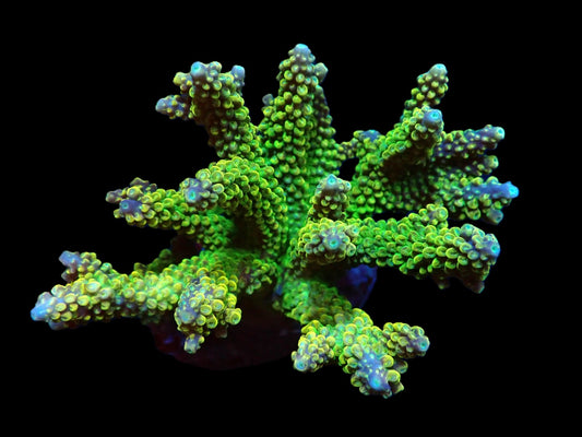 Acropora divaricata (Joe's Mango Garden)