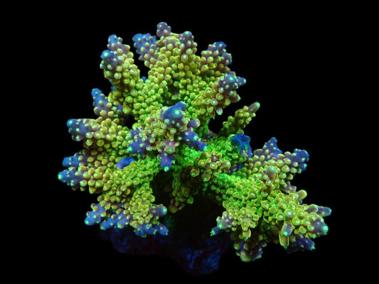 Acropora divaricata (Joe's Mango Garden) (L)