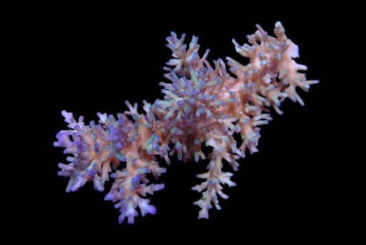 Acropora echinata (Ice fire) (L)