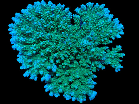 Acropora efflorescens (XL)