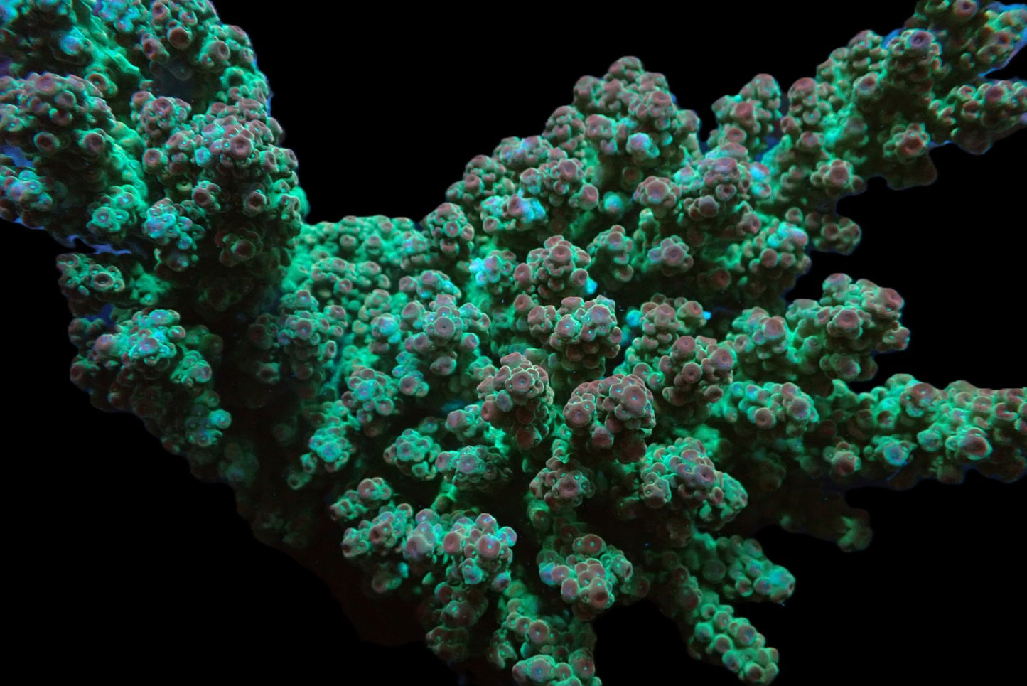 Acropora florida (XXXL) Mutterstock