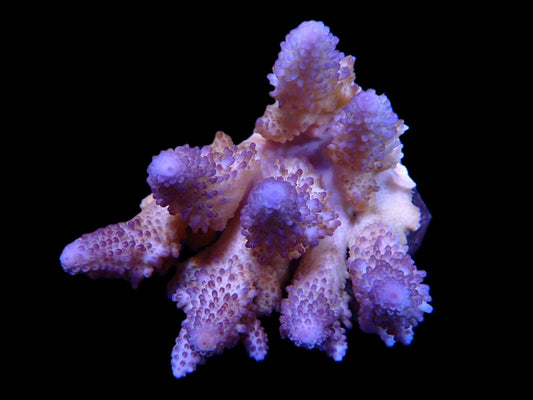 Acropora gemmifera Blau XL