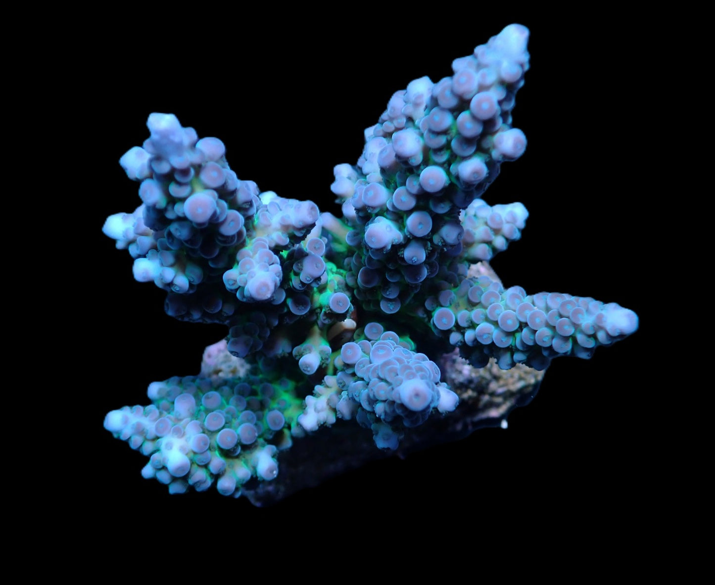 Acropora gomezi Blau -Grün