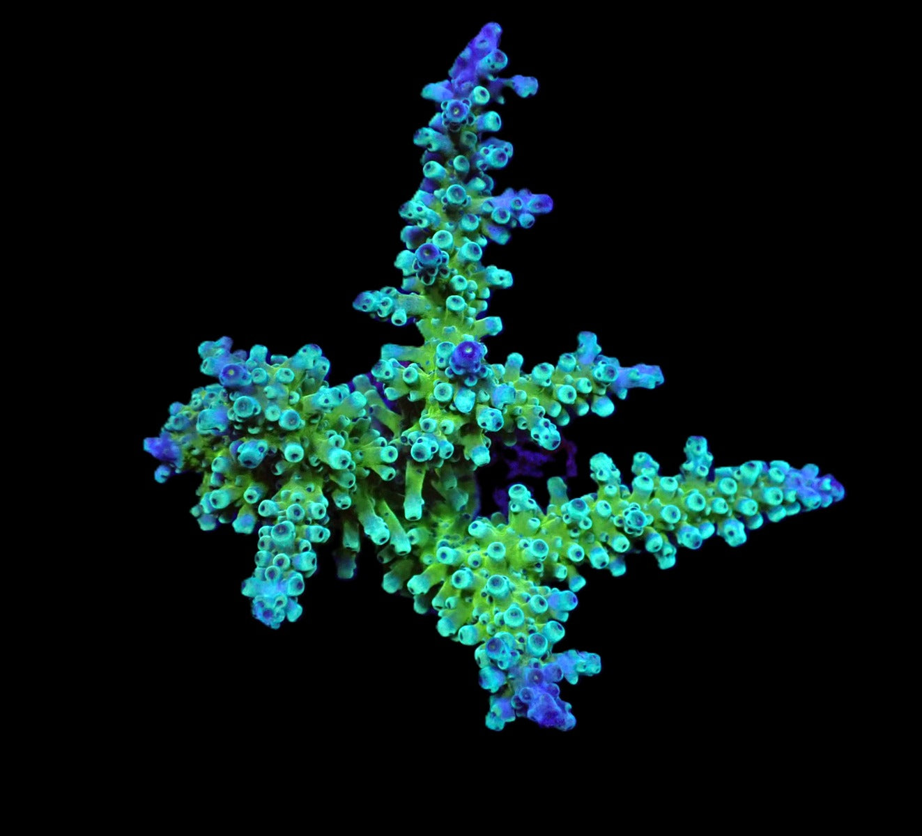 Acropora gomezi (OG Gomezi)
