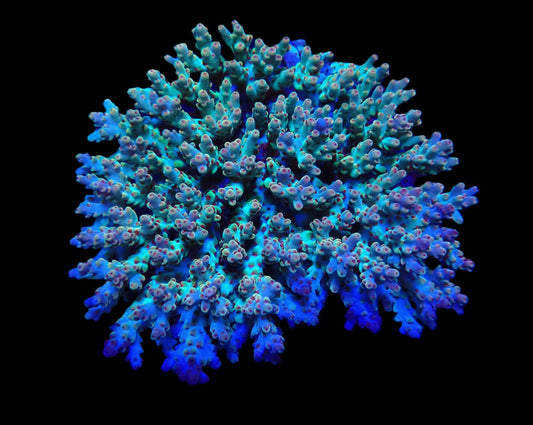 Acropora granulosa (Coral Sea) (XL)