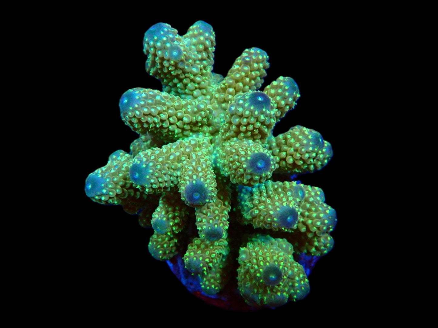 Acropora humilis (Ultra) (L)
