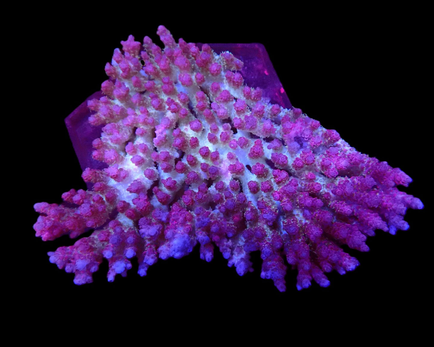 Acropora hyacinthus (Ultra) (XXL)