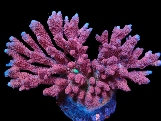 Acropora hyacinthus (Rot) (L)