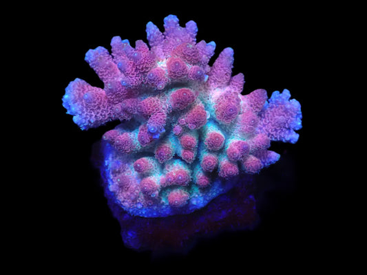 Acropora hyacinthus (Red Planet)