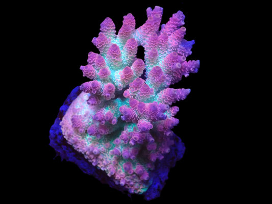 Acropora hyacinthus (Red Planet) (Kopie)