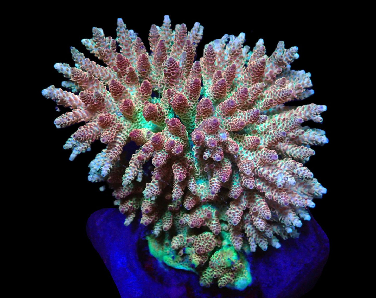 Acropora hyacinthus (Red Planet) (XL)