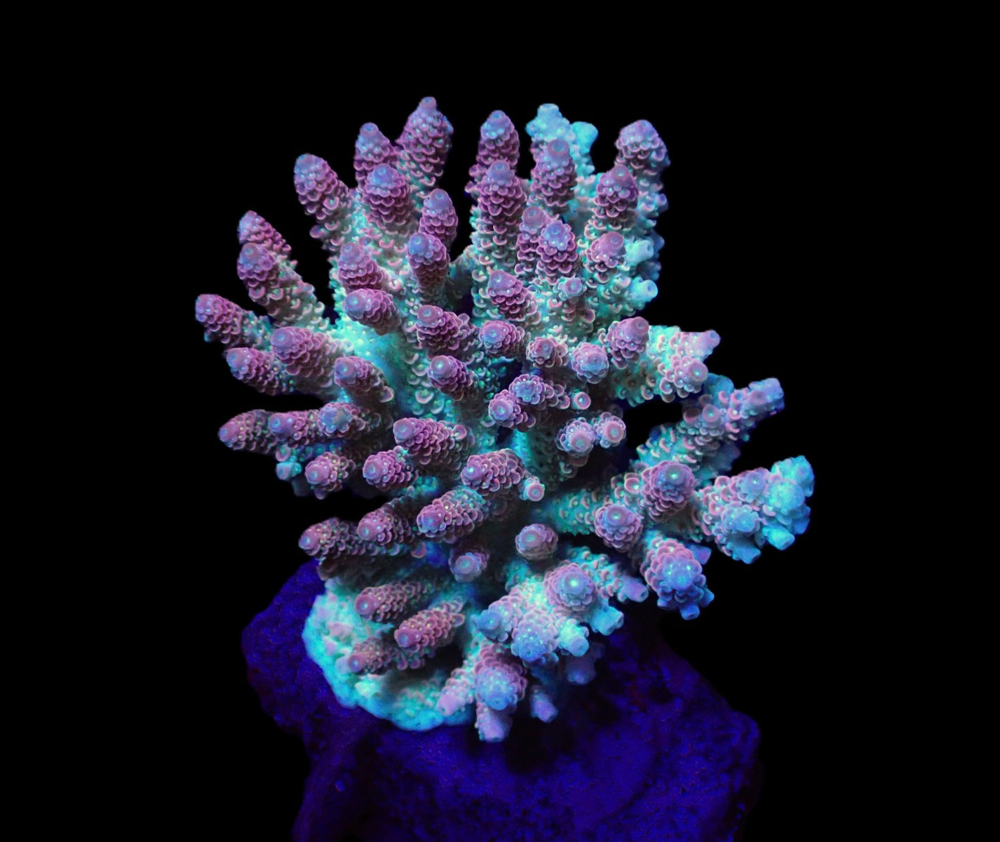 Acropora hyacinthus (Ultra)