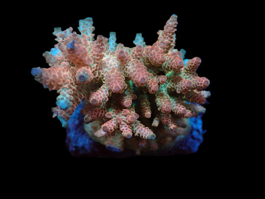 Acropora hyacinthus (Ultra) (M)