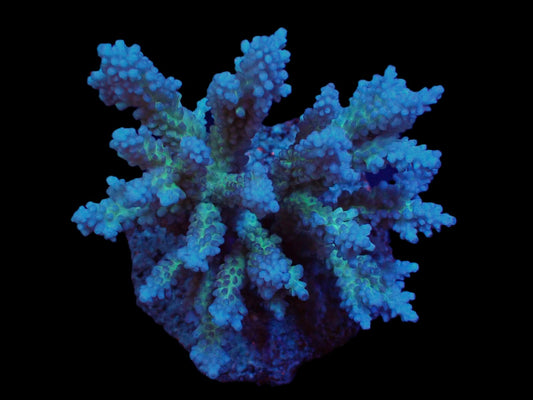 Acropora insignis (Tonga)
