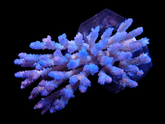 Acropora kenti (Aussie tenuis) XL