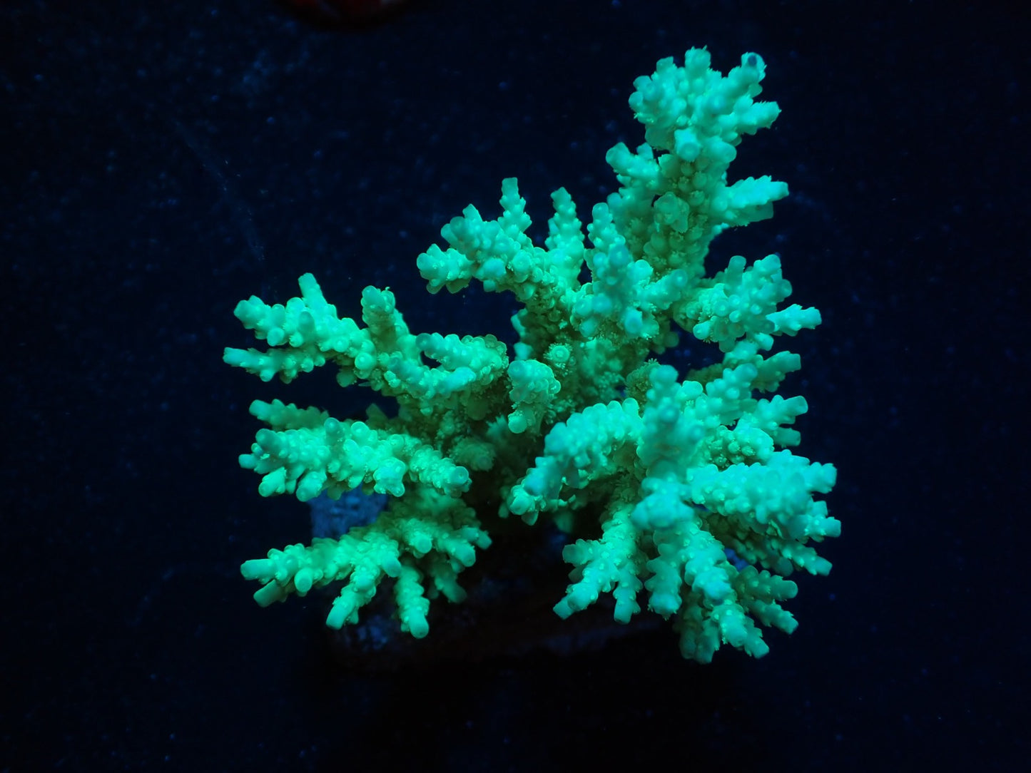Acropora kimbeensis (Minty Green)