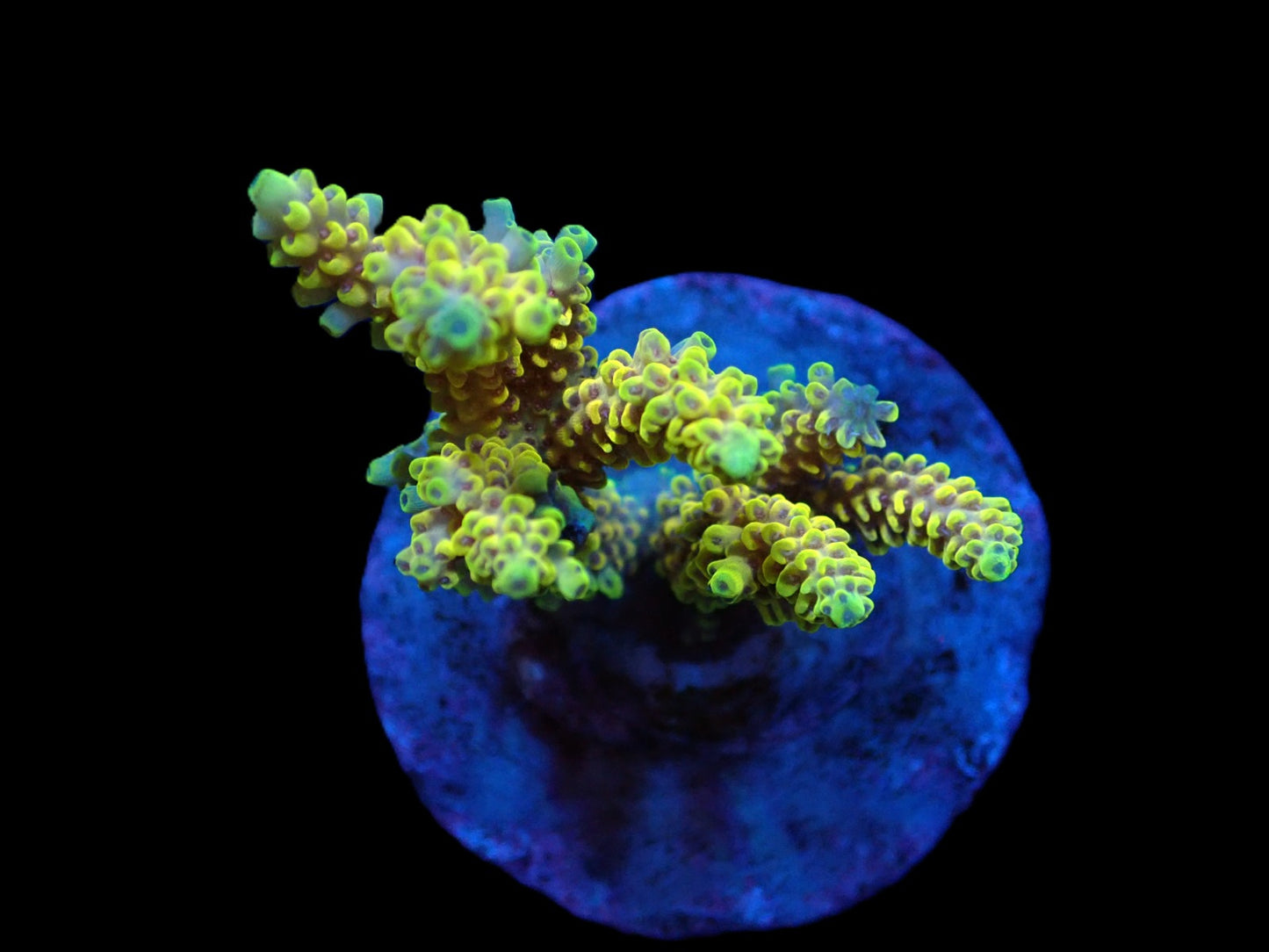 Acropora latistella (Pikachu)