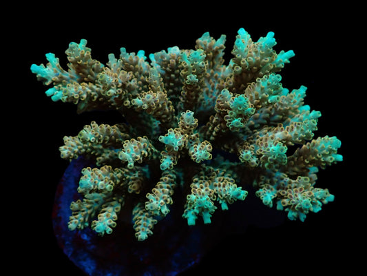 Acropora latistella Premium