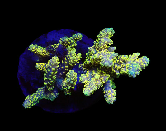 Acropora latistella (Wolverine)