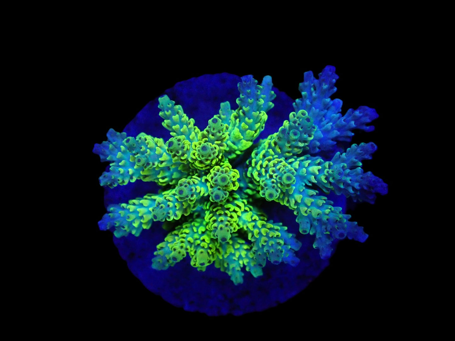 Acropora latistella (Wolverine)