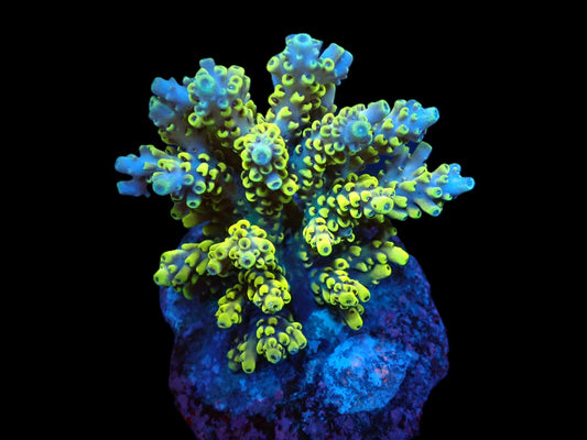 Acropora latistella (Wolverine)