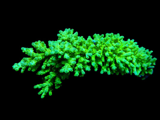 Acropora longicyathus Neon Gelb-Grün (XXL)