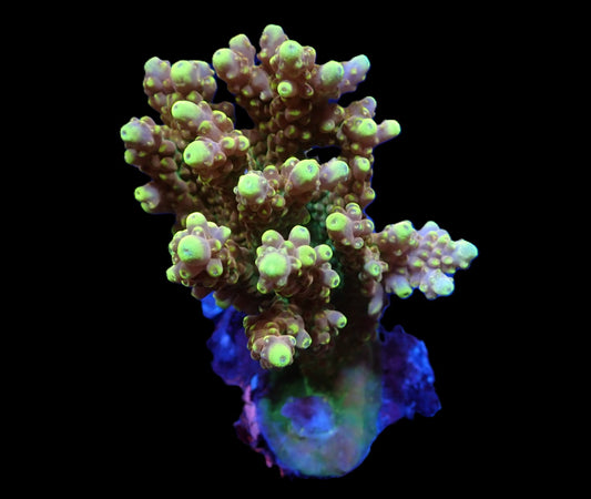 Acropora loripes (Golden Jawdropper)