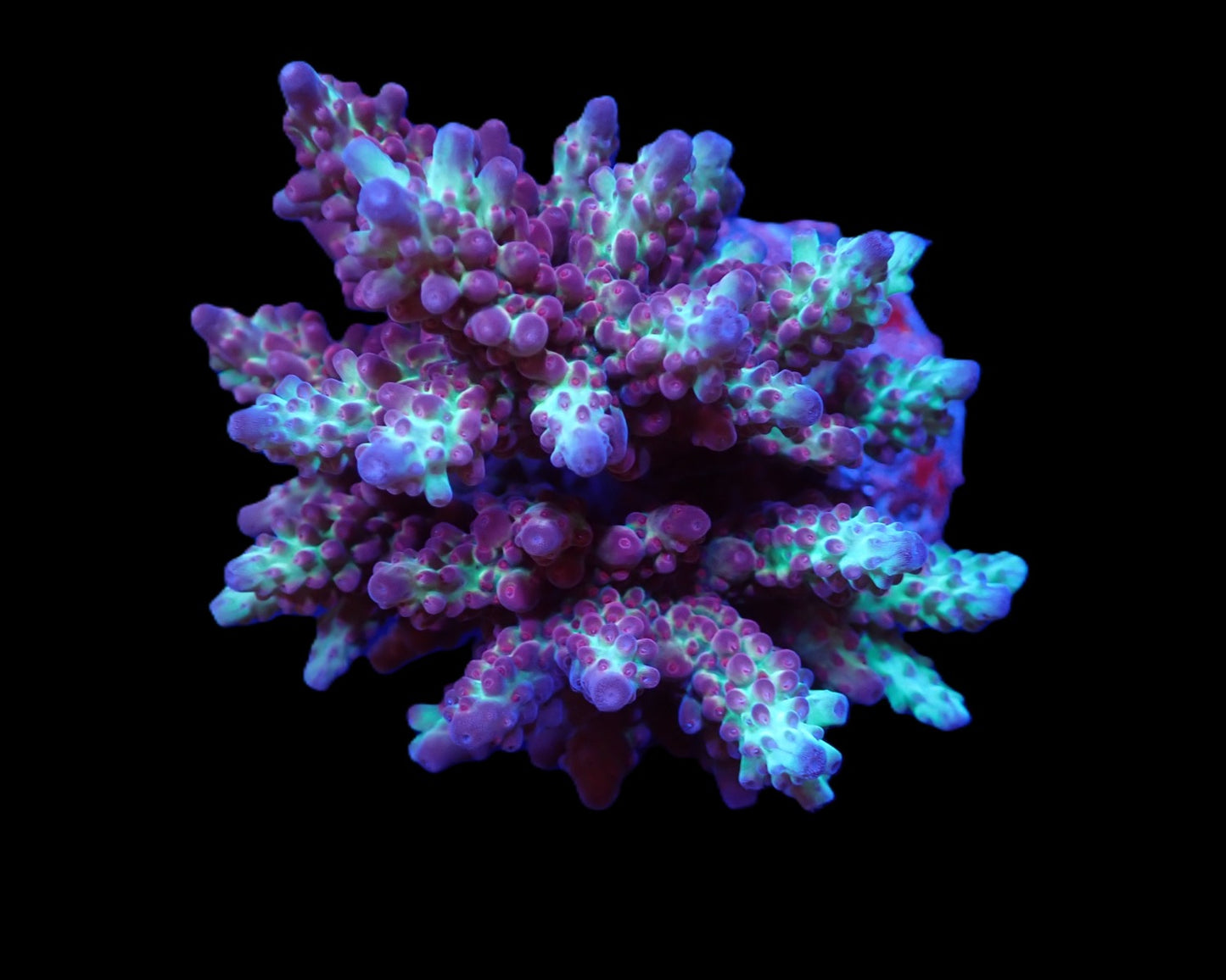 Acropora microclados