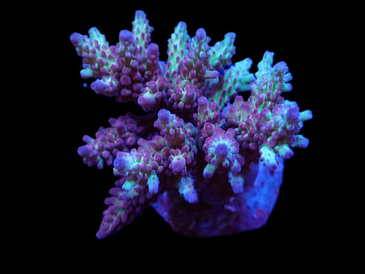 Acropora microclados