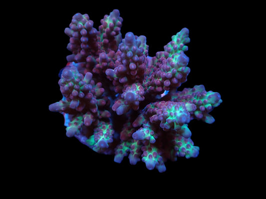 Acropora microclados